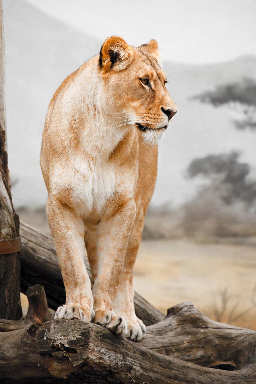 Profil lwica
