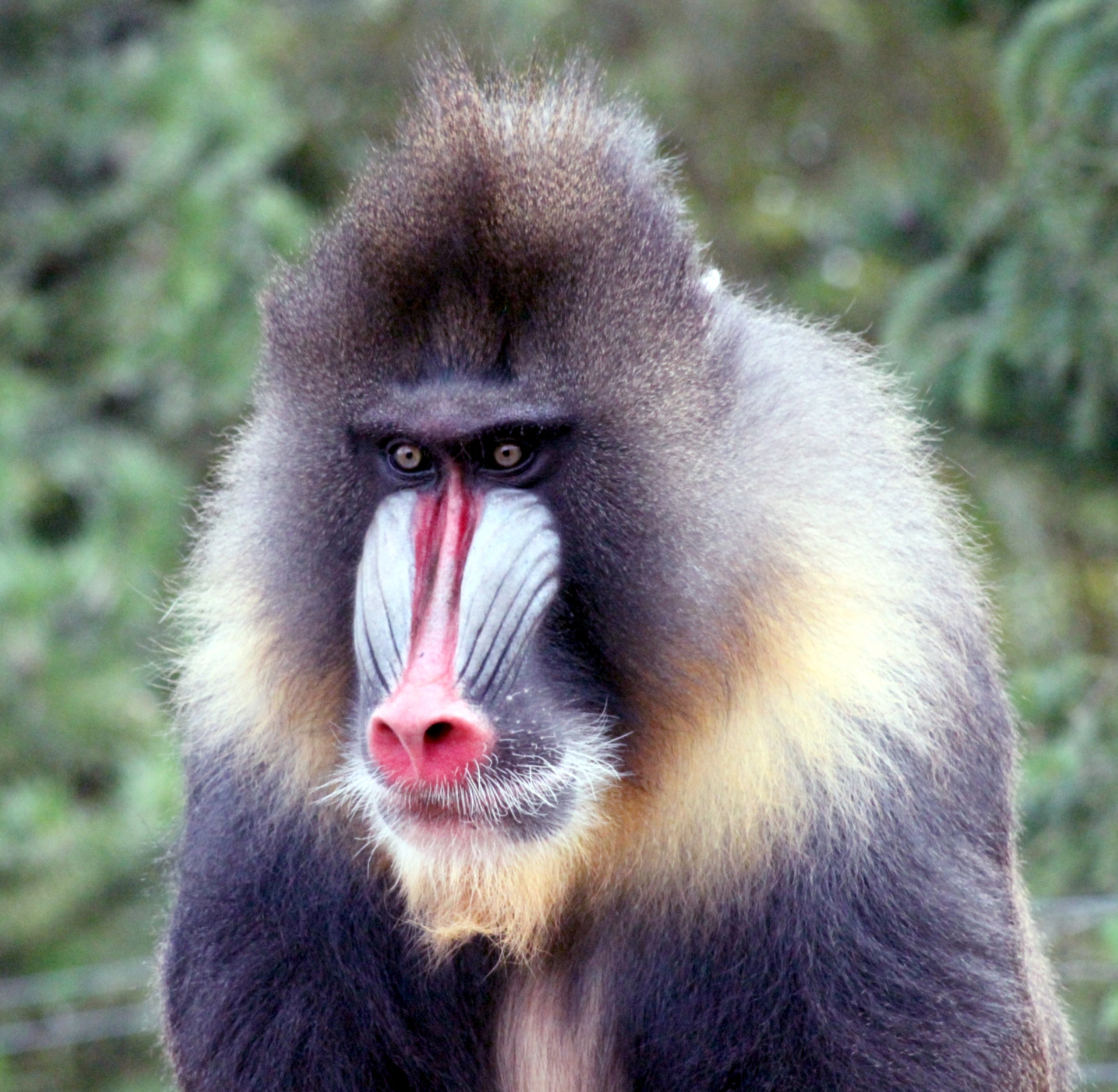mandrill-free-stock-photo-public-domain-pictures