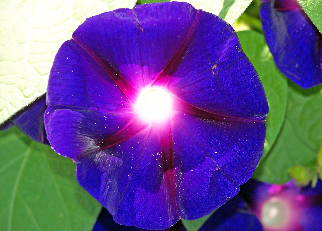 Morning Glory Free Stock Photo - Public Domain Pictures
