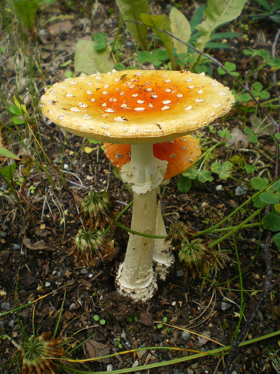 Mushroom Free Stock Photo - Public Domain Pictures