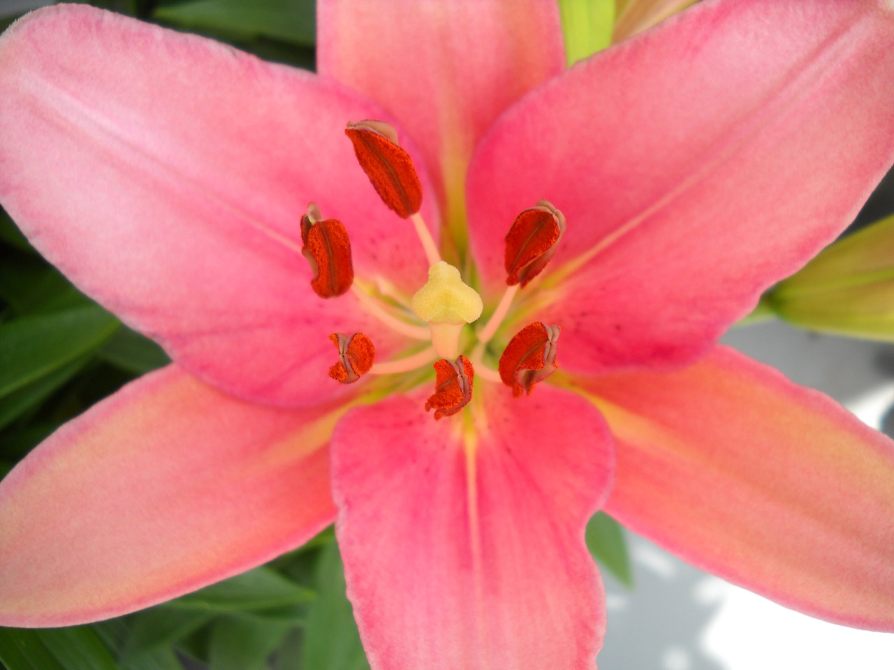 pink-lily-free-stock-photo-public-domain-pictures