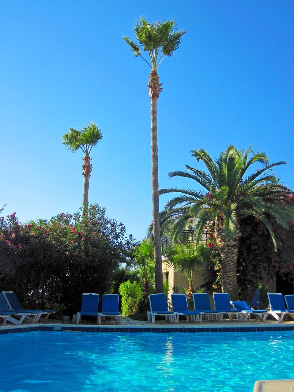 Zwembad en de palmboom