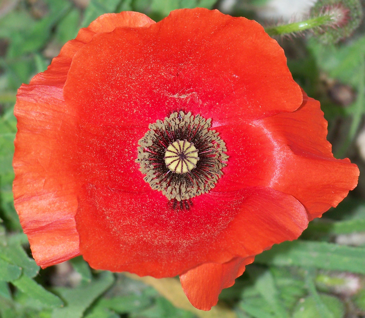 Free Images : poppies, flower, beautiful, nature, wallpaper, background ...