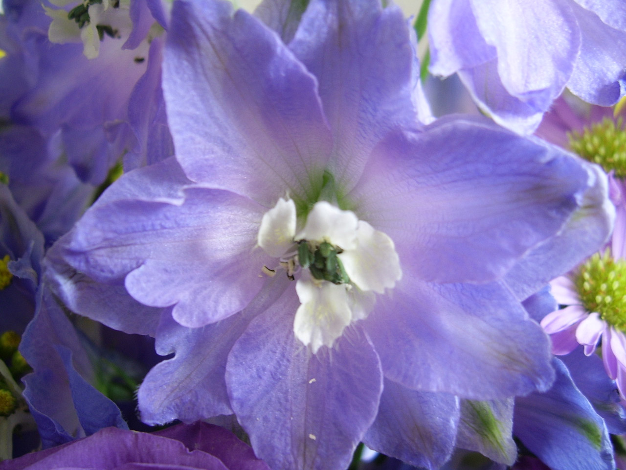 Purple Flower Free Stock Photo - Public Domain Pictures