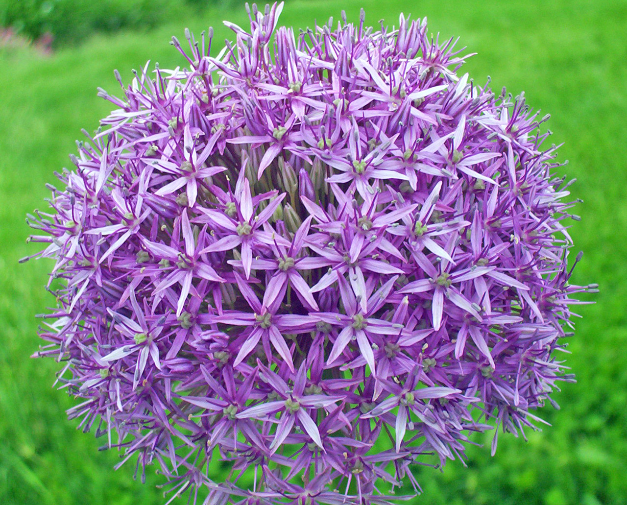 Purple Flower Free Stock Photo - Public Domain Pictures