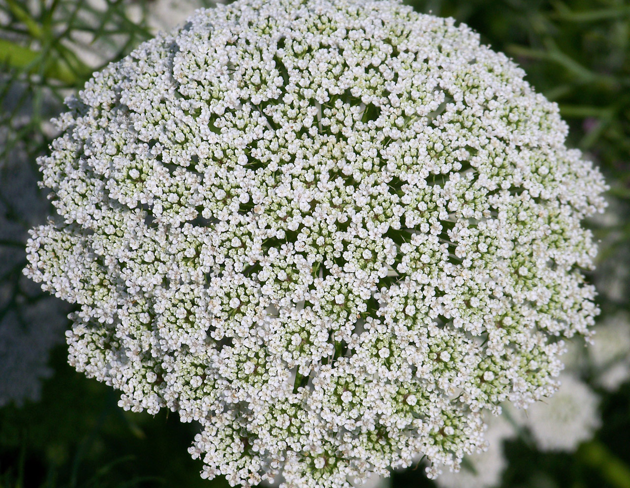 Queen Anne's Lace Free Stock Photo - Public Domain Pictures