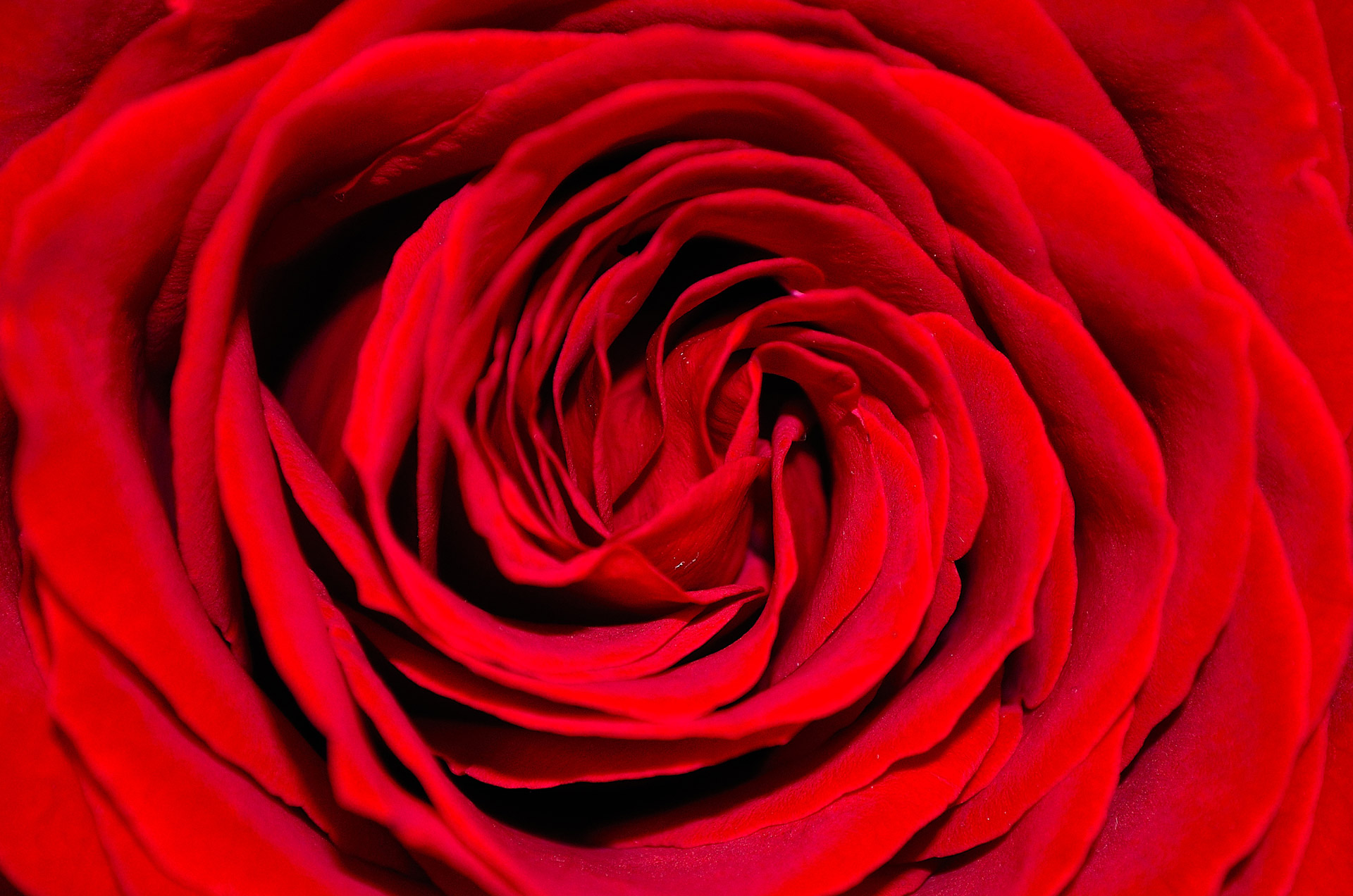 Red Rose Background Free Stock Photo Public Domain Pictures