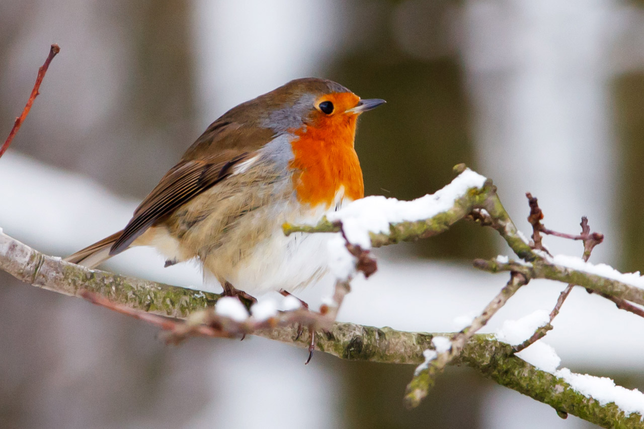 Robin In Winter Free Stock Photo - Public Domain Pictures