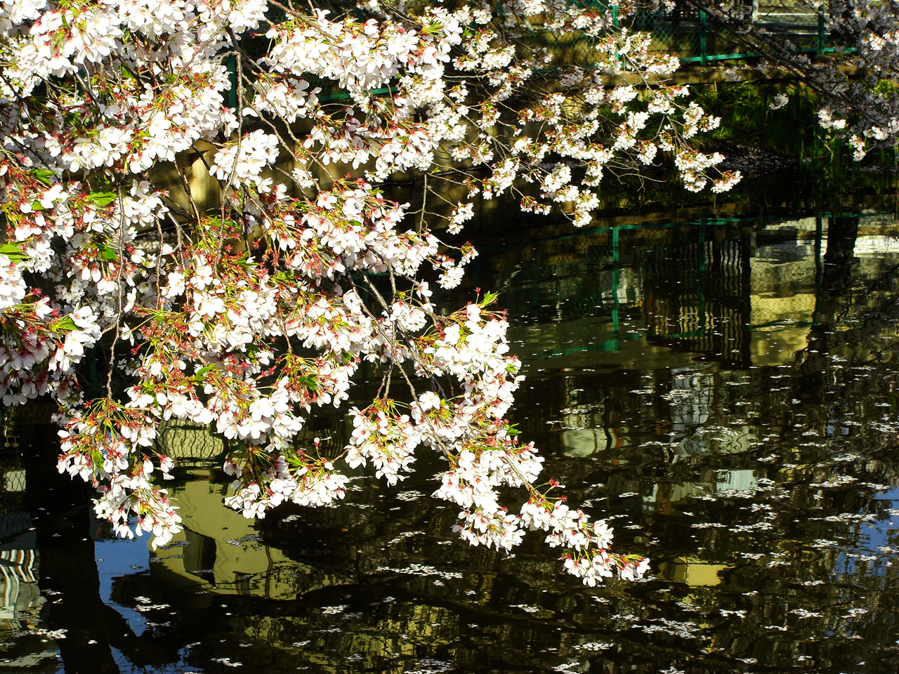 Sakura Japan Free Stock Photo - Public Domain Pictures