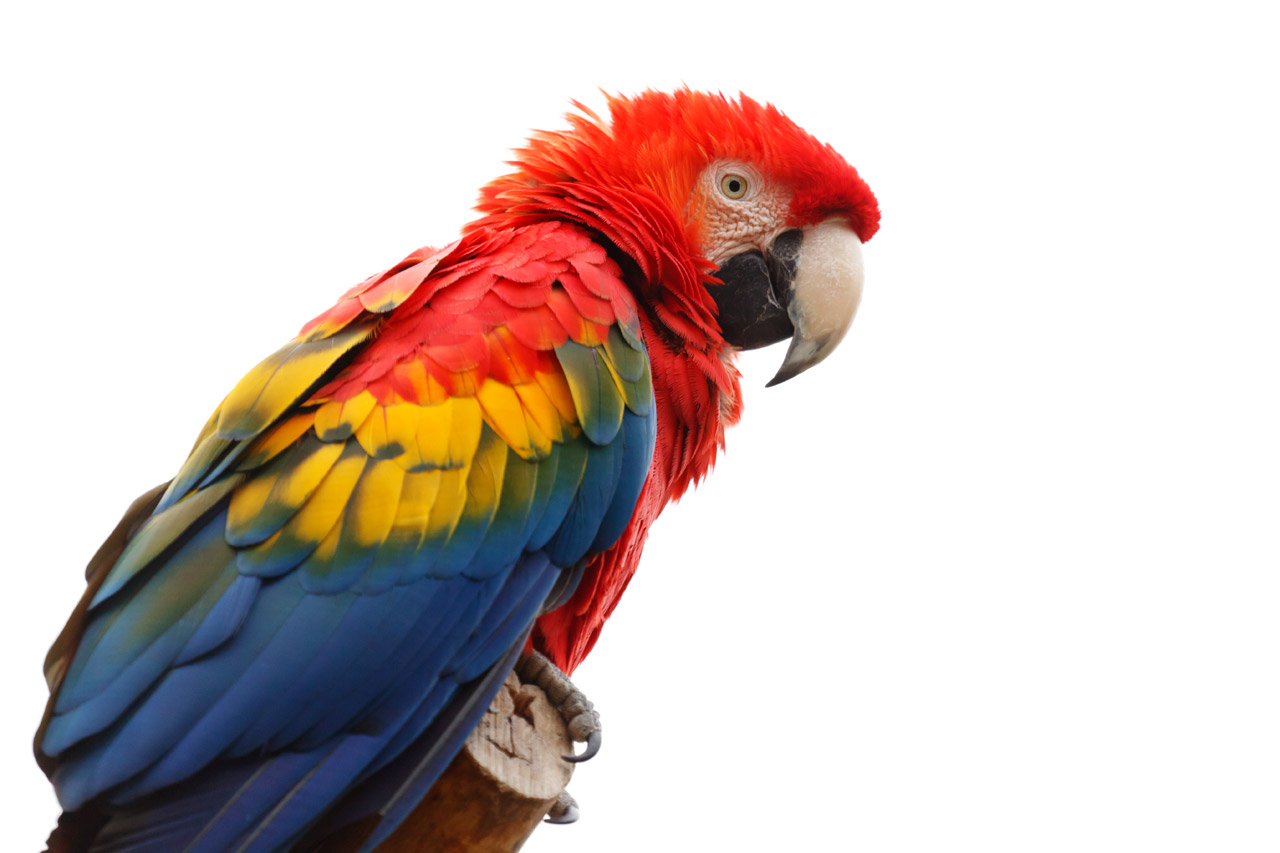 Scarlet papoušek