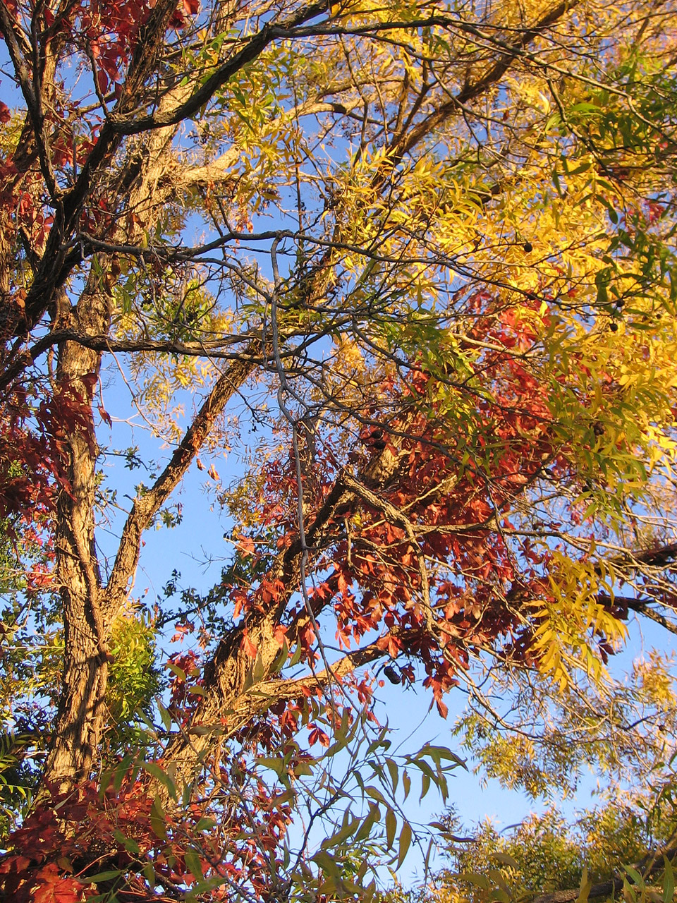 树木在秋季