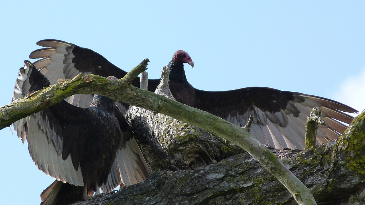 Vulture Sitting Free Stock Photo - Public Domain Pictures