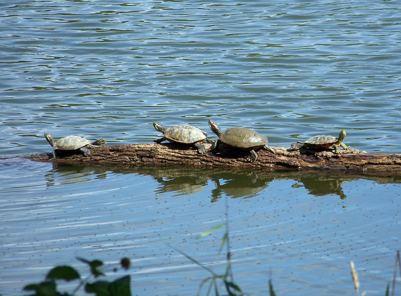 Turtles Free Stock Photo - Public Domain Pictures