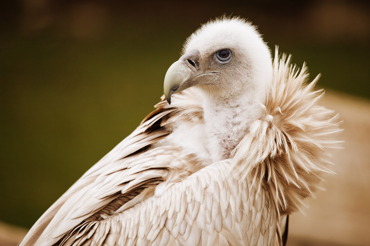 Vulture Bird Free Stock Photo - Public Domain Pictures