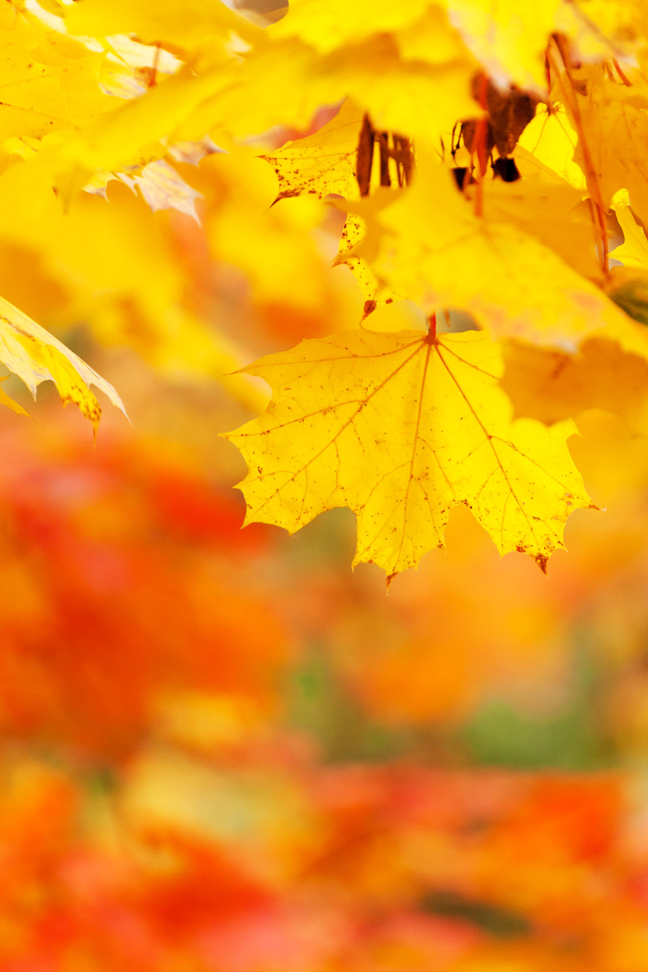 yellow-autumn-leaves-free-stock-photo-public-domain-pictures