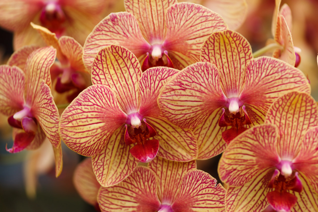 Rojas fotos orquideas ▷ Imágenes