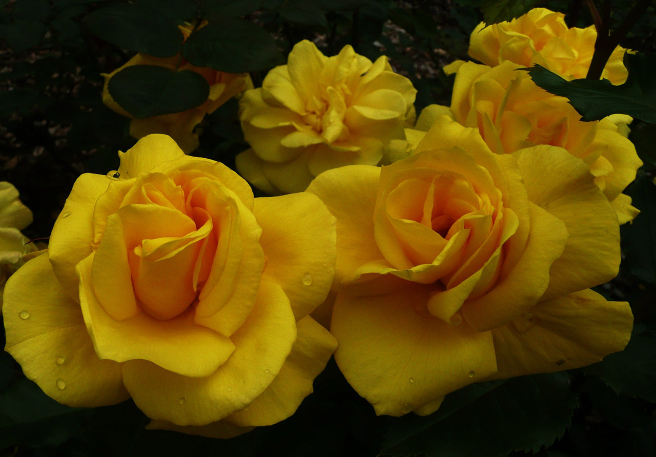 Download Yellow Roses Free Stock Photo - Public Domain Pictures