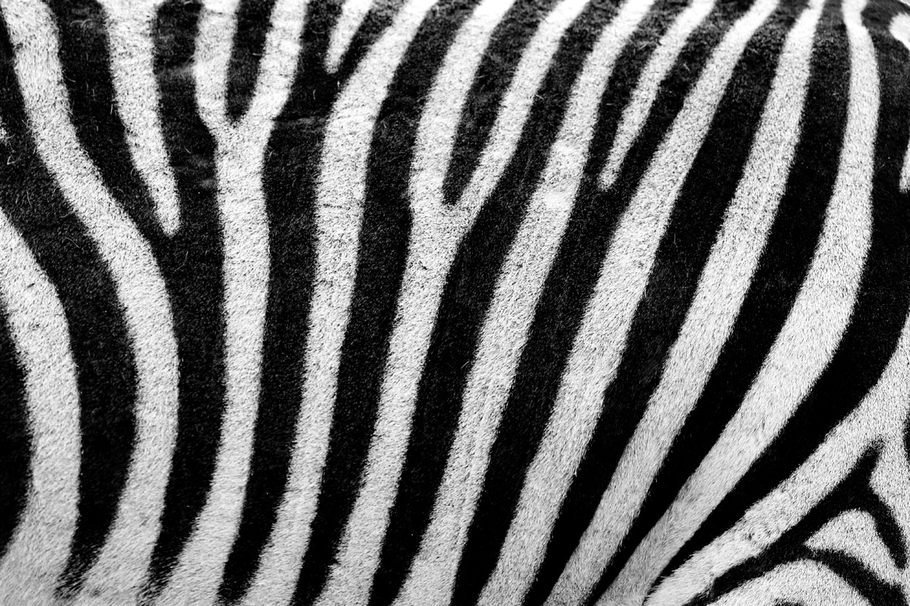 Zebra textura