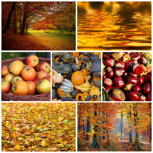 Image result for autumn colors