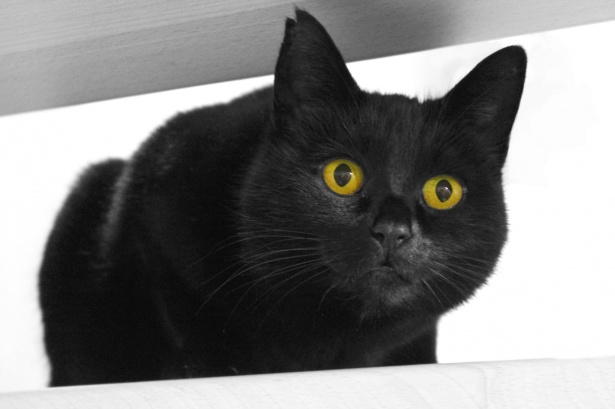 Pisica Neagra Poza Gratuite Public Domain Pictures