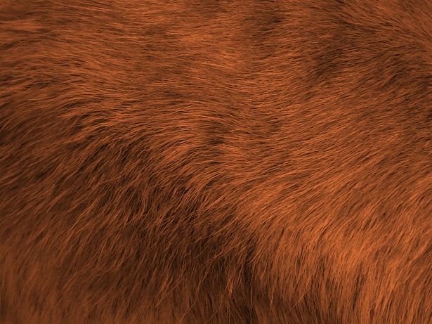 Brown Fur Background Free Stock Photo - Public Domain Pictures
