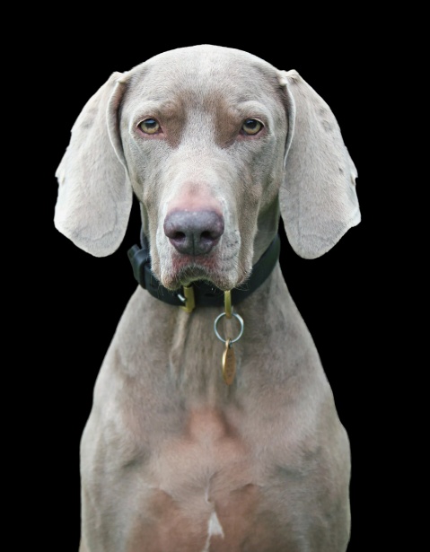 Dog, Weimaraner Portrait Free Stock Photo - Public Domain Pictures