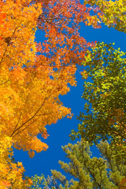 Fall Foliage And Blue Sky Free Stock Photo - Public Domain Pictures