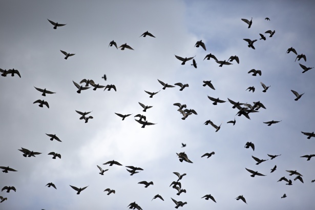 Flying Birds Free Stock Photo - Public Domain Pictures