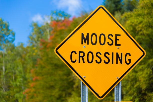 Moose Crossing Sign Free Stock Photo - Public Domain Pictures