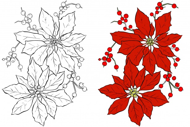 Poinsettia Flower Coloring Page Free Stock Photo - Public Domain Pictures