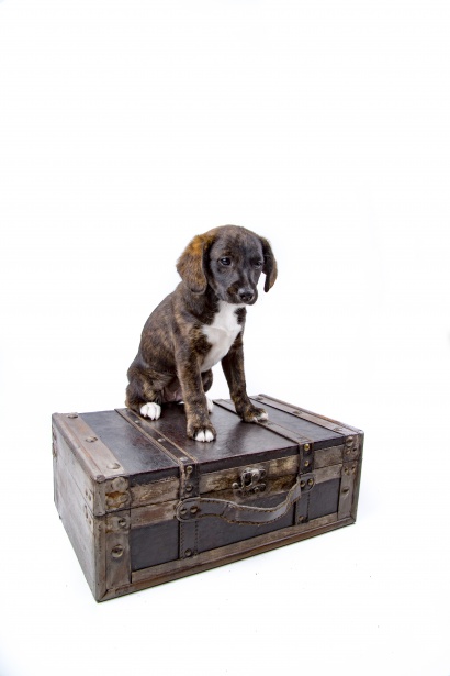 Puppy With Suitcase Free Stock Photo - Public Domain Pictures