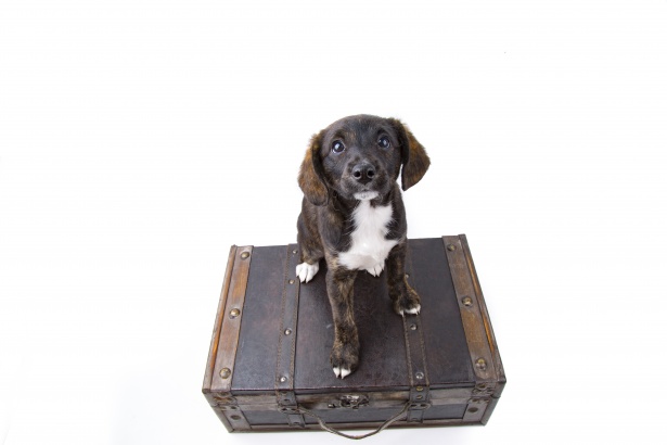 Puppy With Suitcase Free Stock Photo - Public Domain Pictures