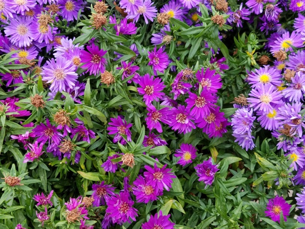 Purple Flowers Background Free Stock Photo - Public Domain Pictures