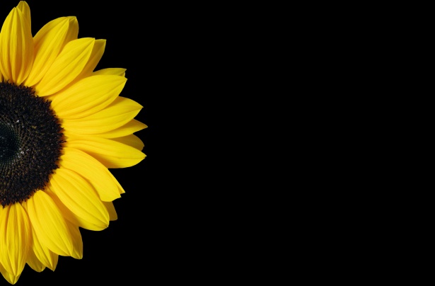Sunflower On Black Free Stock Photo - Public Domain Pictures