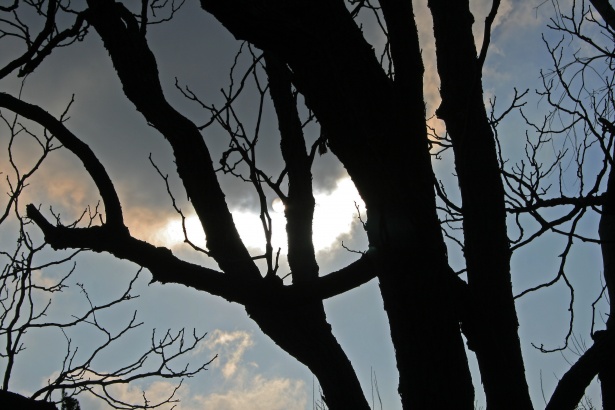 嵐の空と木のシルエット 無料画像 Public Domain Pictures