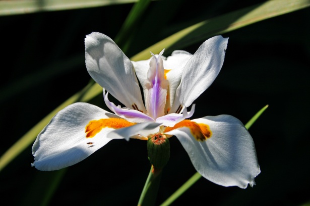 Flor de iris salvaje 2 Stock de Foto gratis - Public Domain Pictures