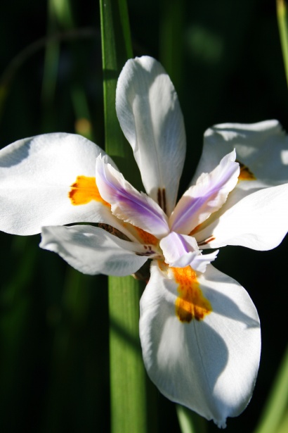 Flor de iris salvaje 3 Stock de Foto gratis - Public Domain Pictures
