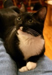 Adorable Tuxedo Pattern Kitty Cat