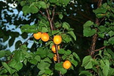 Abricots sur l'arbre