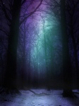 Aurora bosco di notte