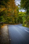 Autumn Forest Clean Strada