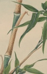 Bambus-Baum