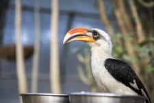 Bird Toucan