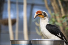 Bird Toucan