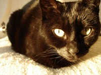 Gato negro de primer plano