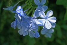 Blaue Plumbago Blumen 2