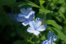 Blue plumbago flowers 3