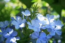 Blau Plumbago Blumen