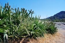 Cactus corner