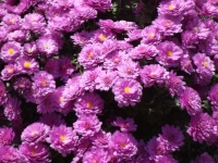 Chrysanthemum Flowers Pattern